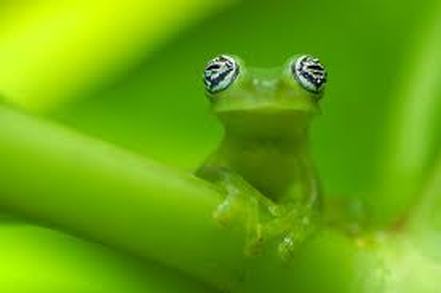 frog eating ghost
